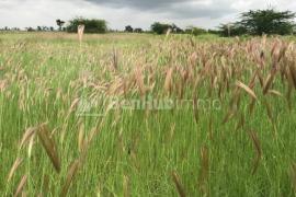 Terrain Agricole de 1,05 hectare à Mbodiène