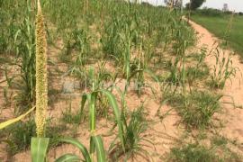Terrain Agricole de 1,97 hectare à Ndane