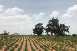 Terrain Agricole de 10,88 hectares à Ndane