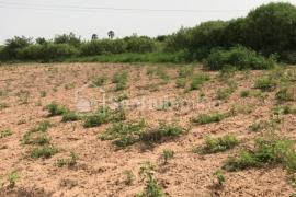 Terrain Agricole de 2,29 hectares à Keur Mamarame