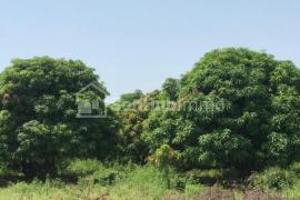 Verger Fruitier de 7420 m² à Ndounkoura Peulh