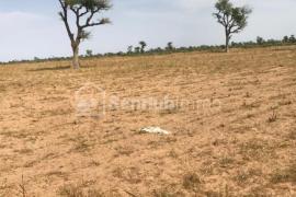 Terrain Agricole de 3,67 hectares à Ndiaganiao