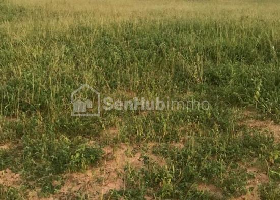 Terrain Agricole de 2,52 hectares à Thiènaba Diop