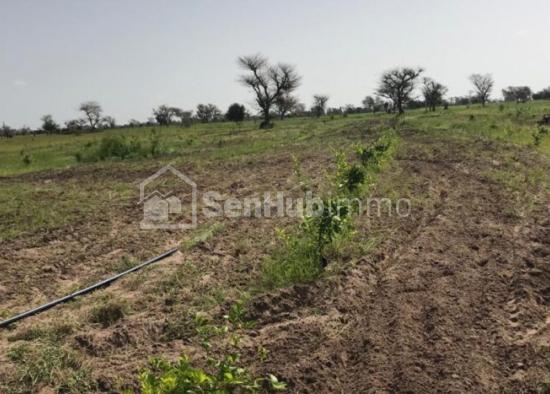 Location Ferme Agricole de 3,7 hectares à Thiénaba