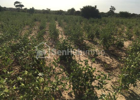 Terrain Agricole de 1 hectare à Ndiar Tidiane vers Diender