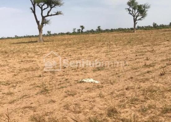 Terrain Agricole de 3,67 hectares à Ndiaganiao