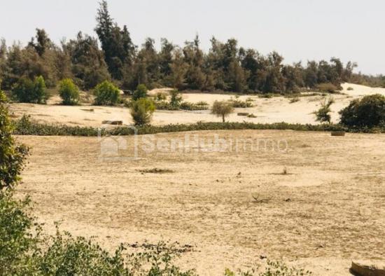 Verger Agricole de 4,5 hectares à Darou Khoudoss