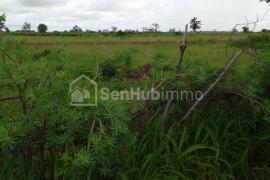 Verger Agricole de 1 Hectare à Sandiara