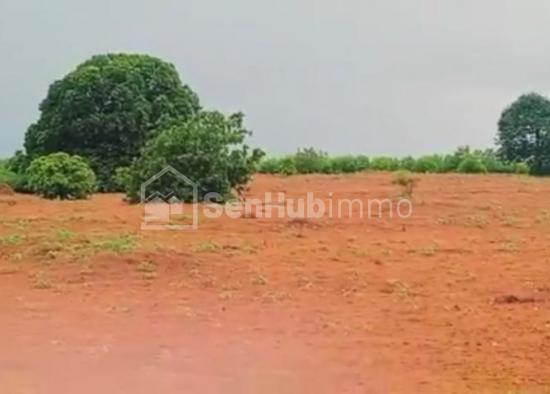 Verger Fruitier de 5 Hectares à Thiènaba